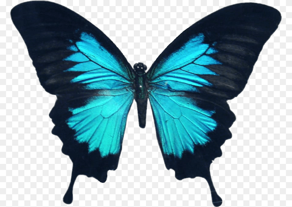 Butterfly Wings Colorful Girly Amazing Artistic Stars And Butterflies Tattoo Designs, Animal, Insect, Invertebrate Free Png Download