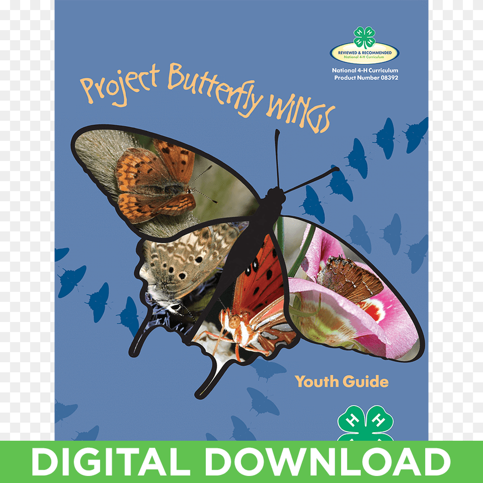 Butterfly Wings Curriculum Youth Guide Digital Download Brush Footed Butterfly, Advertisement, Poster, Animal, Insect Png