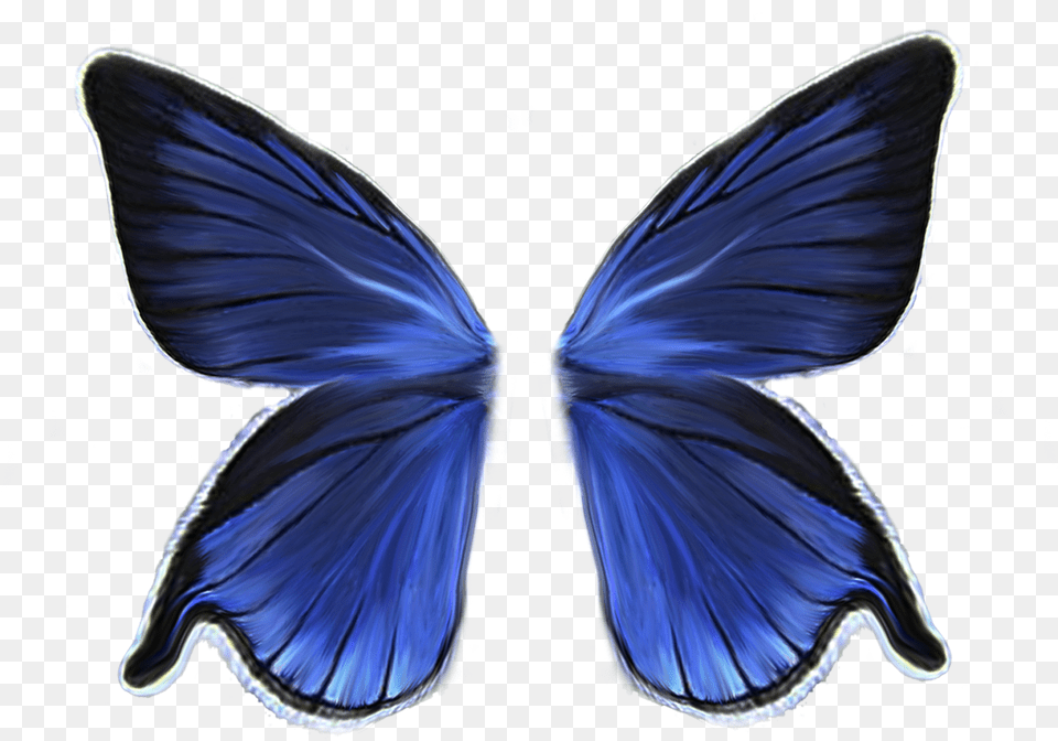 Butterfly Wings No Background, Animal, Insect, Invertebrate, Bird Free Transparent Png