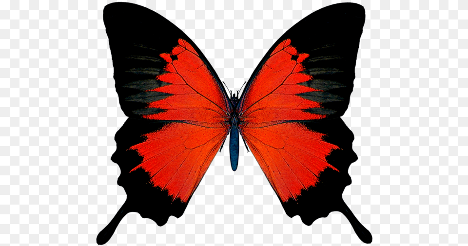 Butterfly Wings No Background, Person, Animal, Insect, Invertebrate Free Transparent Png