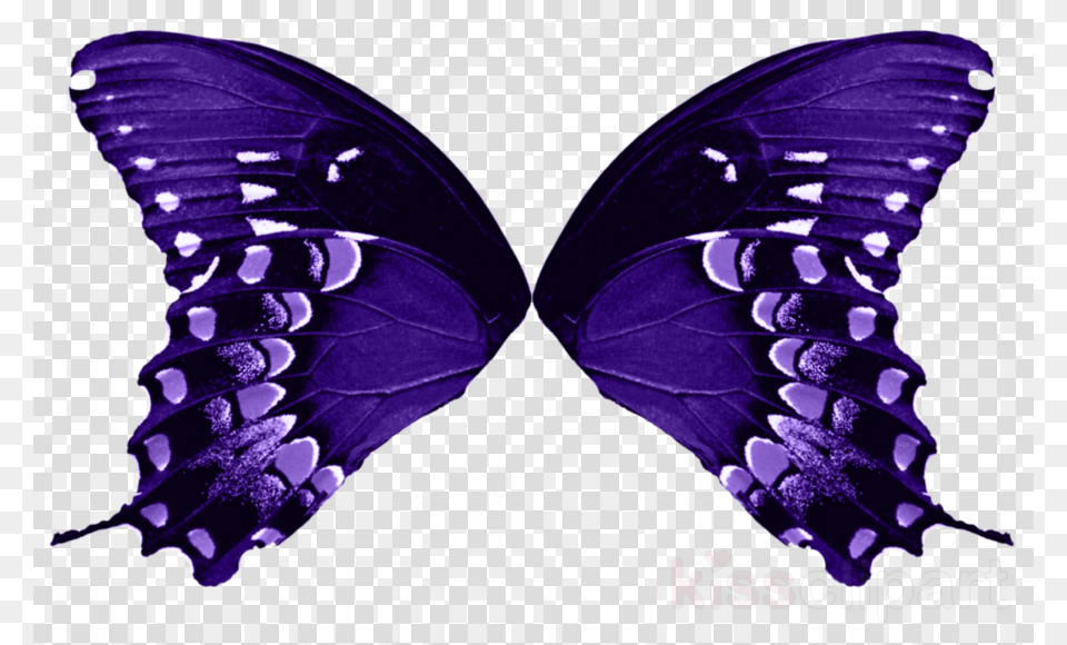 Butterfly Wings No Background, Purple, Animal, Insect, Invertebrate Free Png Download