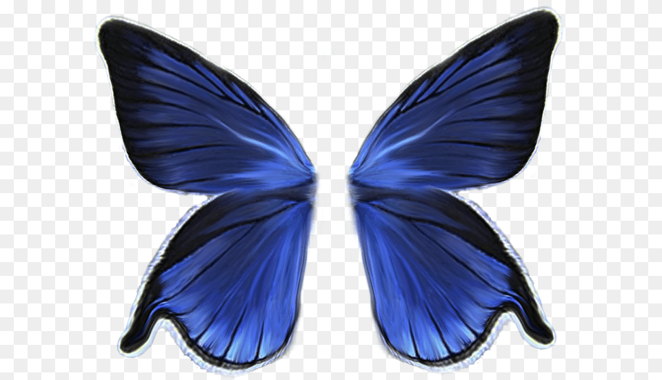 Butterfly Wings No Background, Animal, Insect, Invertebrate, Bird Free Png Download