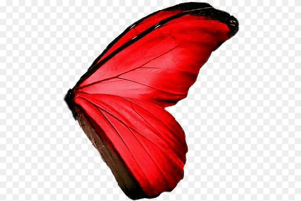 Butterfly Wings Red Amazing Red Butterfly Wings, Flower, Petal, Plant, Person Png Image