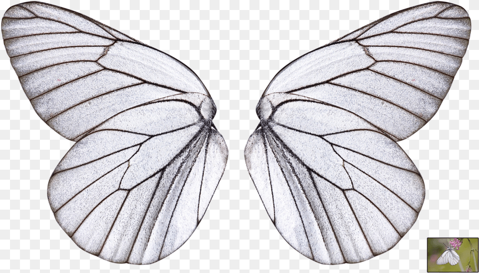 Butterfly Wings Transparent Background Transparent Butterfly Wing, Animal, Insect, Invertebrate Free Png Download