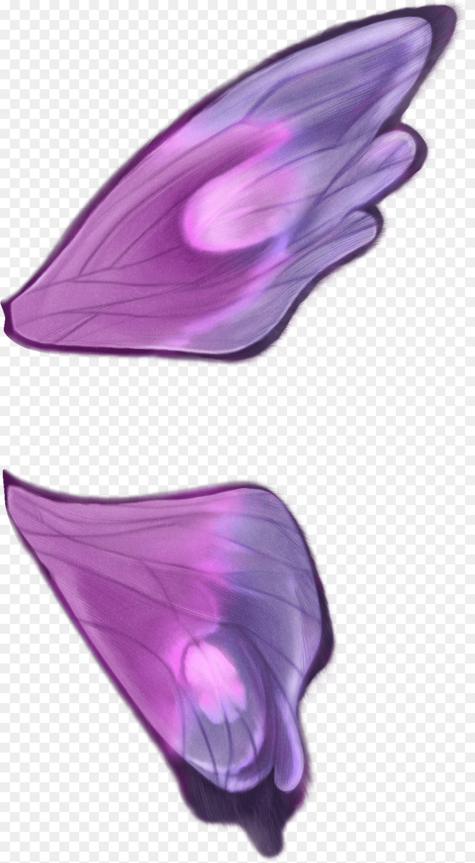 Butterfly Wings Wavefront Obj File, Flower, Petal, Plant, Purple Png
