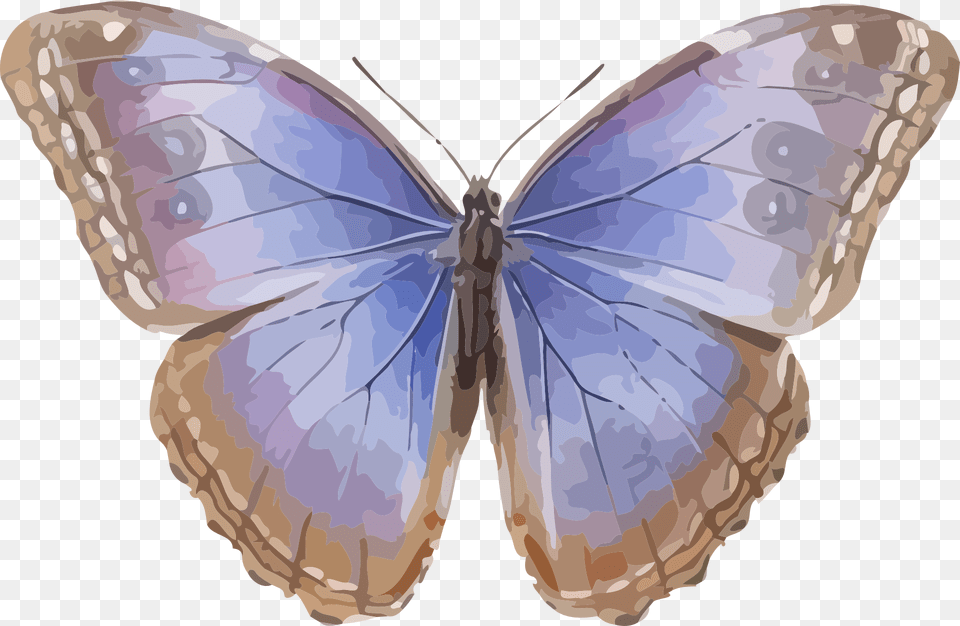 Butterfly With Blue Wings Butterfly Greeting Card, Animal, Insect, Invertebrate, Antelope Free Png