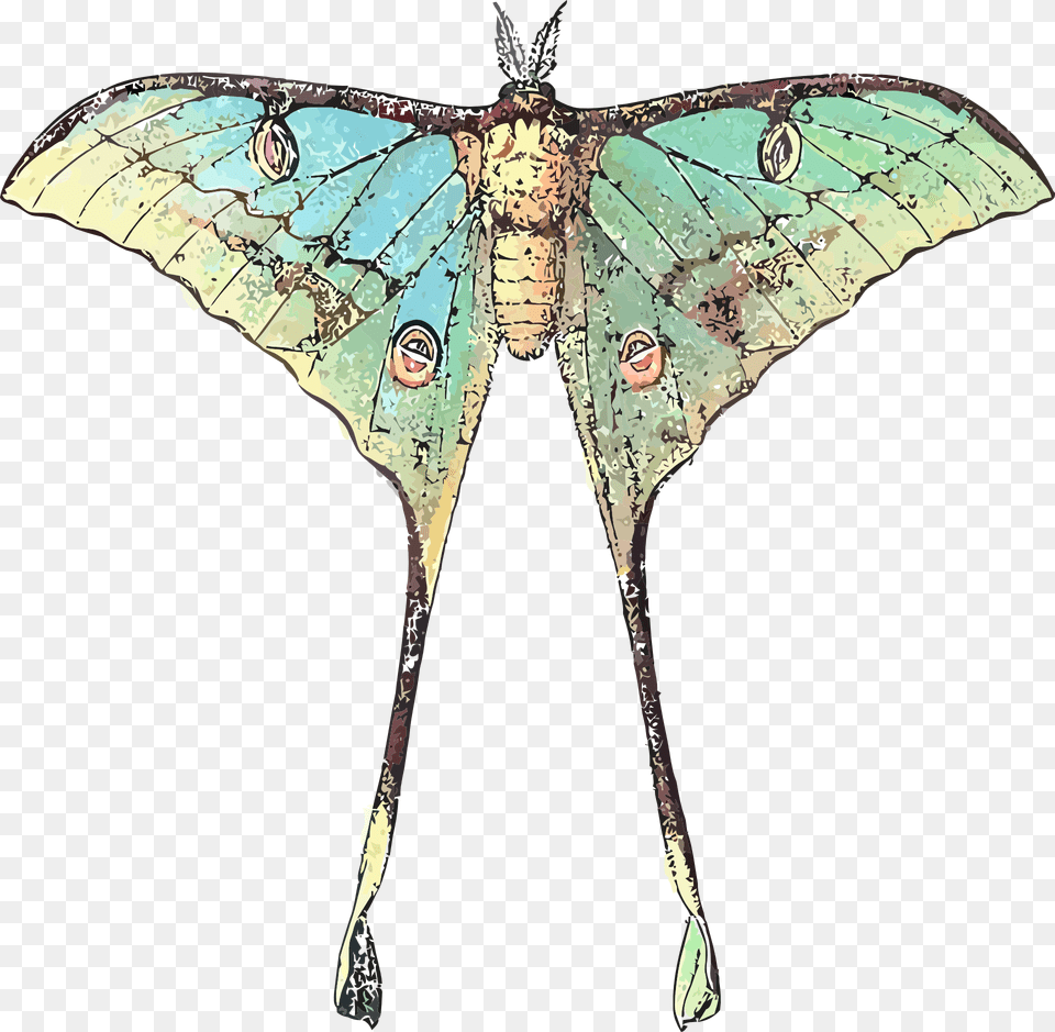 Butterfly With Long Wings, Animal, Invertebrate, Insect, Moth Free Transparent Png