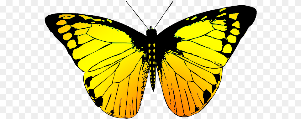 Butterfly With Many Colors Butterfly Wing Black And White, Animal, Insect, Invertebrate Free Transparent Png