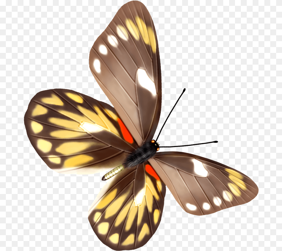 Butterfly With Transparent Background, Animal, Insect, Invertebrate Free Png