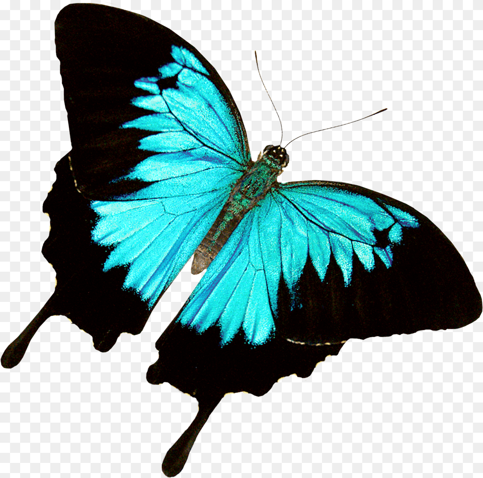 Butterfly World Jungle Butterfly No Background, Animal, Insect, Invertebrate Free Png