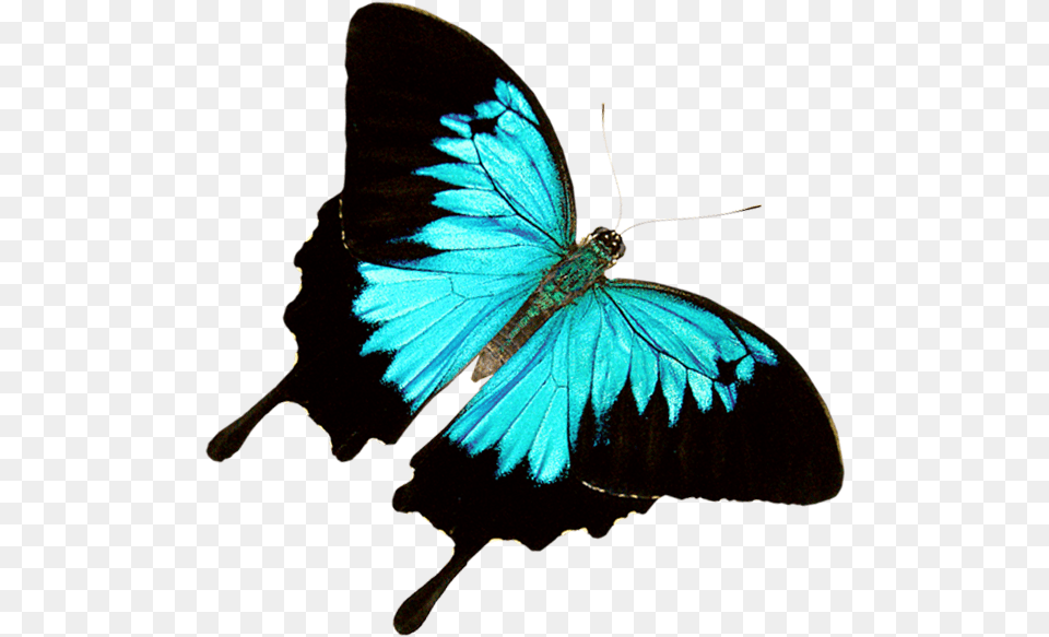 Butterfly World Where Exotic Butterflies Ulysses Butterfly, Animal, Insect, Invertebrate Free Png Download