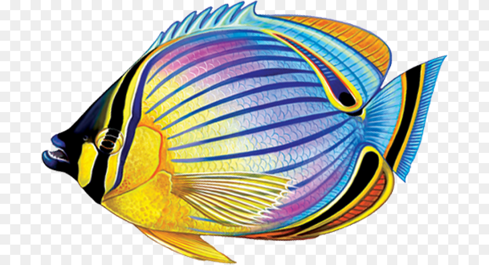 Butterflyfish Clipart Angelfish, Animal, Fish, Sea Life Free Transparent Png
