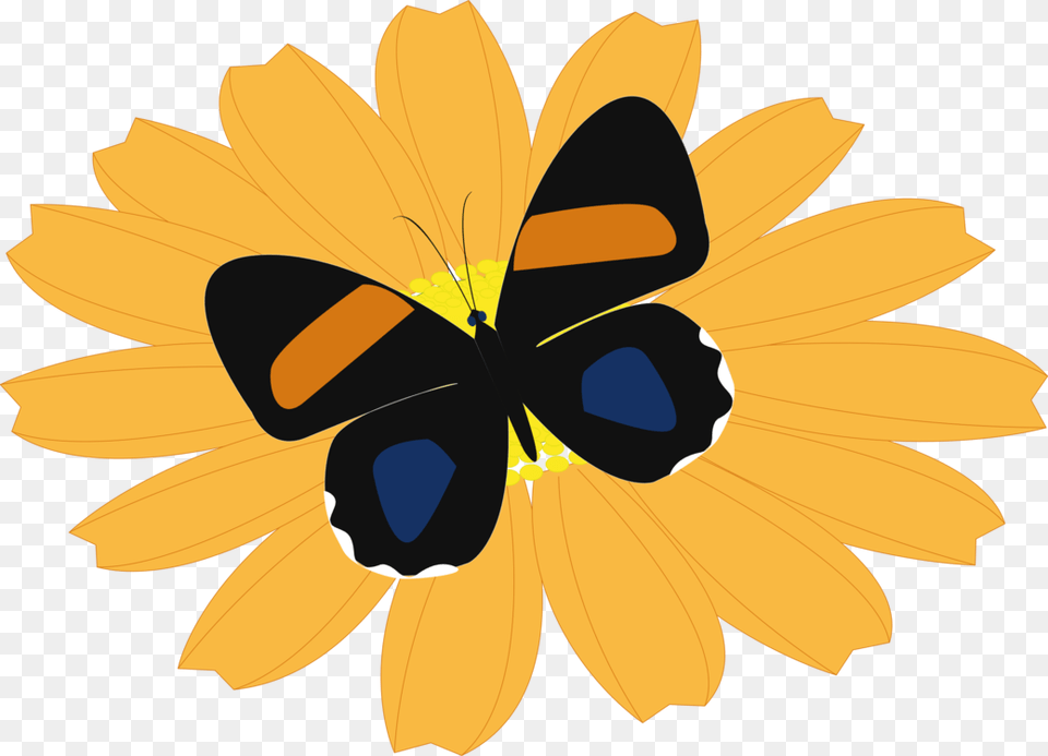Butterflyflowerhoney Bee Butterfly, Daisy, Flower, Petal, Plant Free Transparent Png