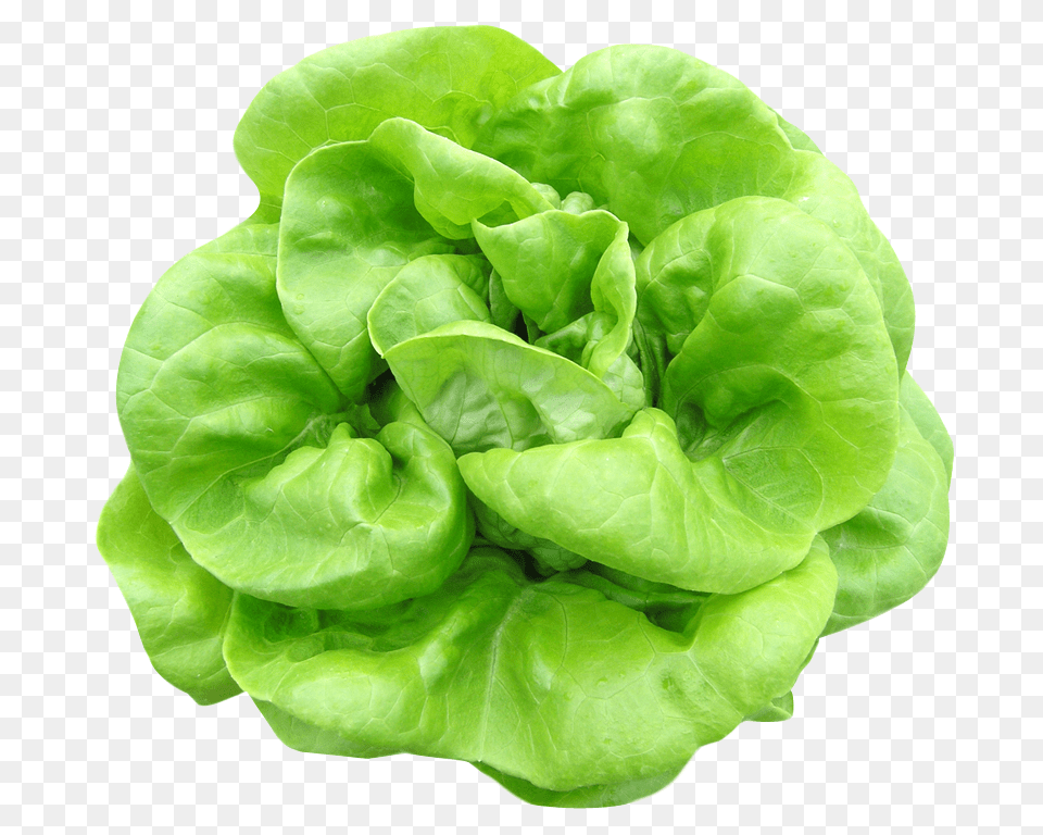 Butterhead Lettuce Image, Food, Plant, Produce, Vegetable Png