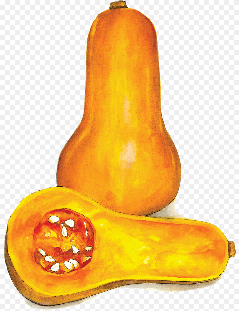 Butternut Squash Gourd, Food, Plant, Produce, Vegetable Free Transparent Png