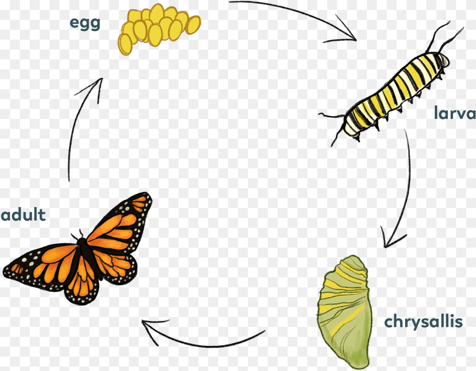 Butterrly Cycle Monarch Butterfly, Animal, Insect, Invertebrate, Bee Png Image