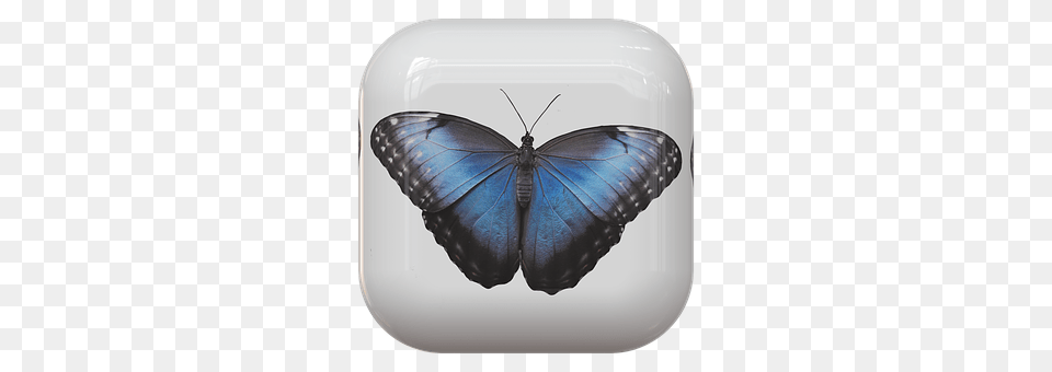 Button Animal, Butterfly, Insect, Invertebrate Free Transparent Png