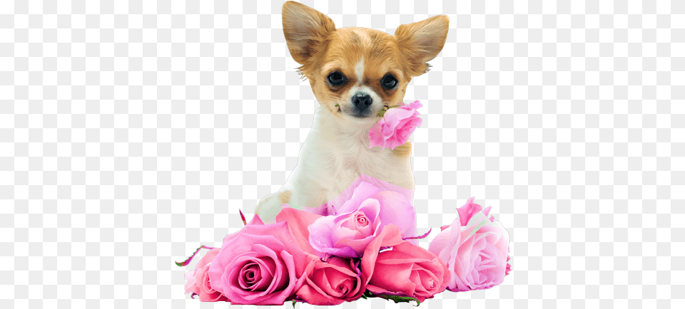 Button Pet Dogs Dogs And Puppies Cute Chihuahua With Roses, Rose, Plant, Flower Bouquet, Flower Arrangement Png Image
