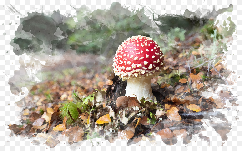 Button Mushroom Agaric, Fungus, Plant, Amanita Free Png Download