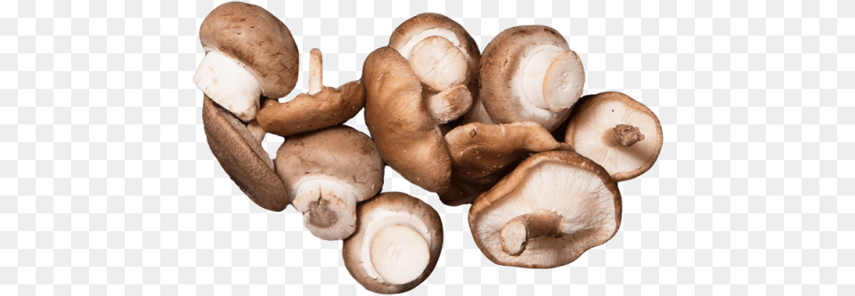 Button Mushrooms Mushroom, Fungus, Plant, Agaric, Teddy Bear Png Image