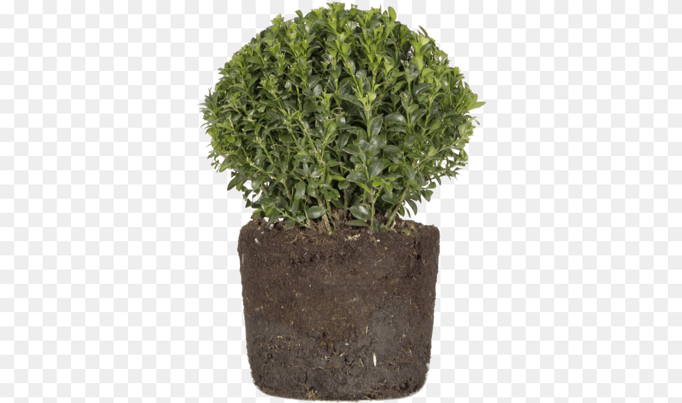 Buxus Flowerpot, Soil, Plant, Potted Plant, Herbal Free Transparent Png