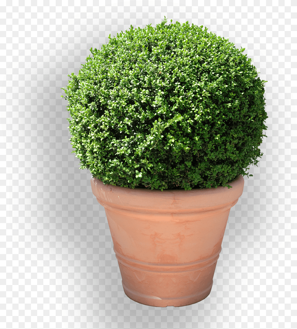 Buxus Sempervirens, Plant, Vegetation, Cookware, Pot Free Transparent Png