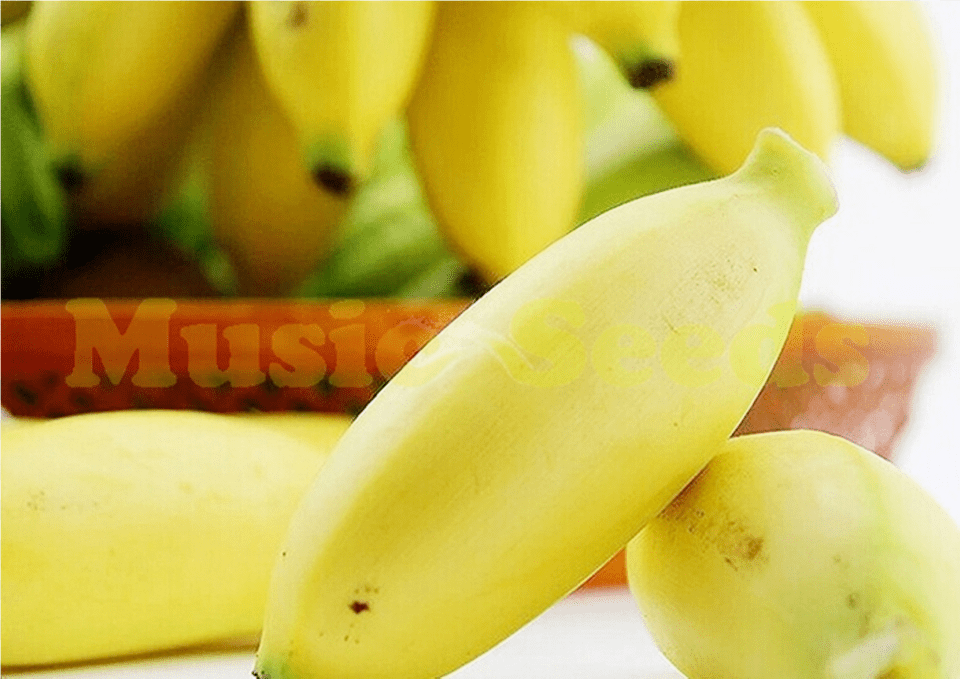 Buy 100 Pcs Tropical Mini Edible Banana Tree Plants Saba Banana, Food, Fruit, Plant, Produce Png Image