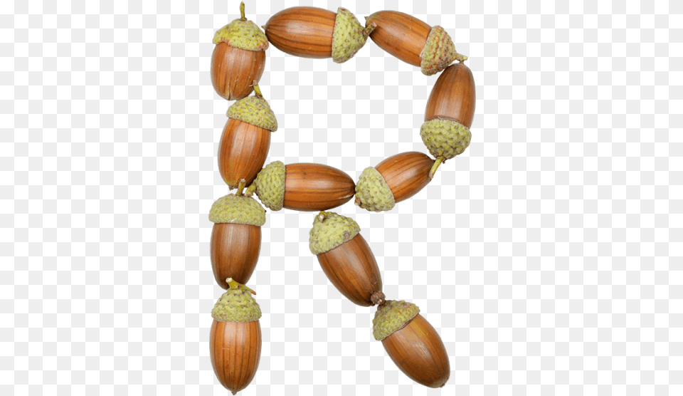 Buy Acorn Font To Grow Design Dreams Into Mighty Reality Necklace, Food, Nut, Plant, Produce Free Transparent Png