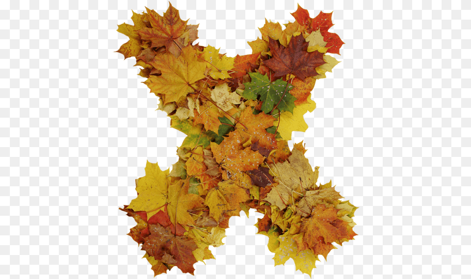 Buy Autumn Font To Get Ready For Design Season Change Maple Leaf, Plant, Tree, Maple Leaf Free Png