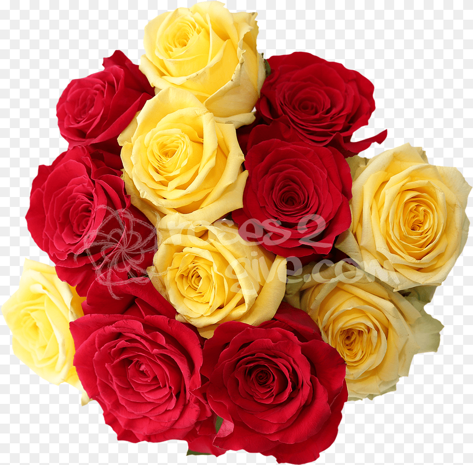Buy Best Valentines Red Yellow Red Rose Flower, Flower Arrangement, Flower Bouquet, Plant, Petal Png