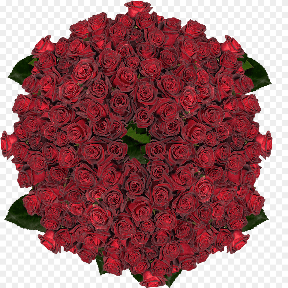 Buy Black Roses Lovely, Flower, Flower Arrangement, Flower Bouquet, Plant Free Transparent Png