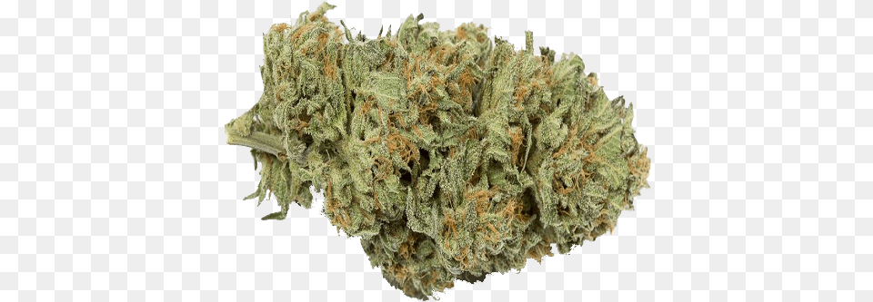 Buy Bubble Gum Strain Liverwort, Plant, Weed, Grass Png Image