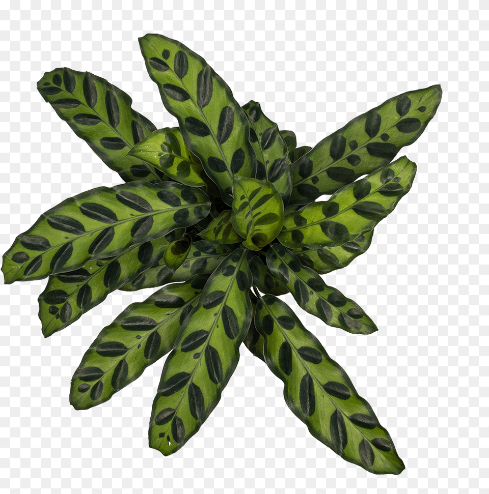 Buy Calathea Rattlesnake Direct From The Greenhouse Palm Tree, Leaf, Plant, Flower, Potted Plant Free Png Download
