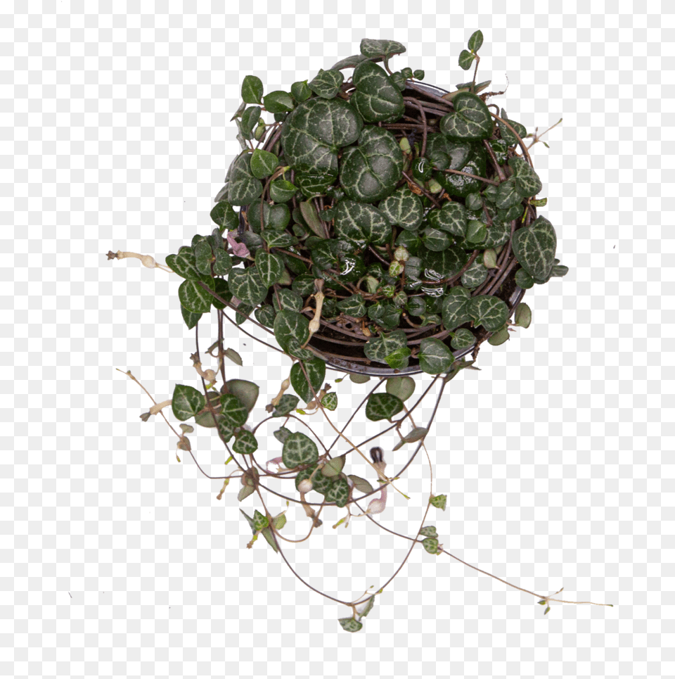 Buy Chain Of Hearts Direct From The Greenhouse Chain Of Hearts Plant Transparent, Potted Plant, Ivy, Vine Free Png Download