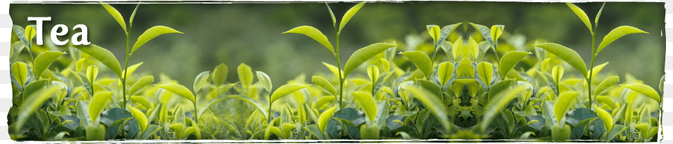 Buy Chinese Tea Japanese Tea Organic Tea Loose Tea Green Tea Bud And Fresh Leaves Photography, Grass, Plant, Beverage, Green Tea Png