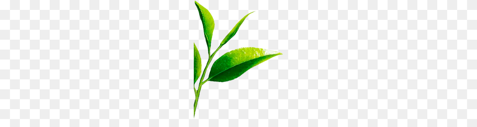 Buy Classic Green Tea Online Kanan Devan Hills Plantation, Leaf, Plant, Beverage, Green Tea Png Image