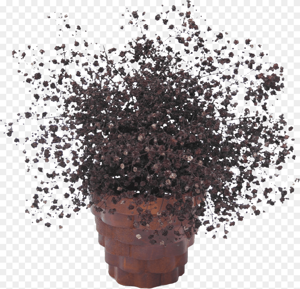 Buy Coffee Babys Breath Cheap Online Tree, Plant, Potted Plant, Pottery, Flower Png