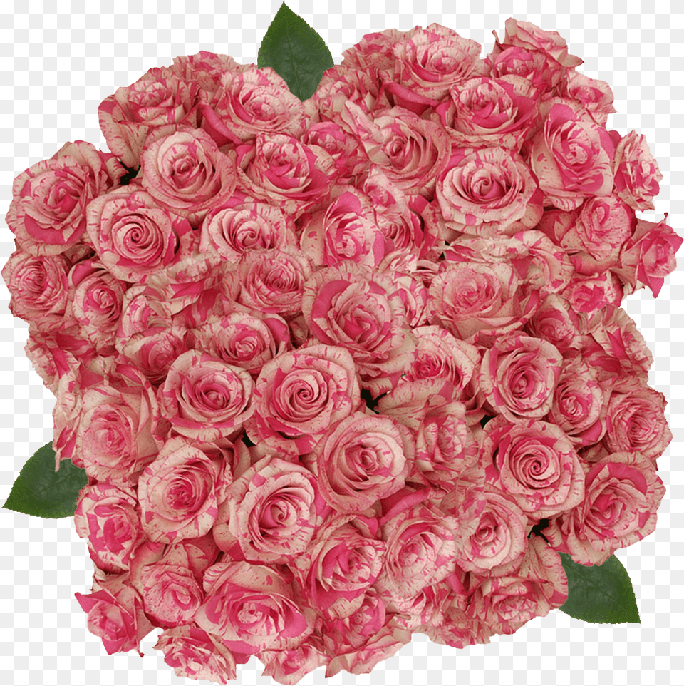 Buy Cream And Dark Pink Magic Times Roses Flowers Online Floribunda, Flower, Flower Arrangement, Flower Bouquet, Plant Free Png Download