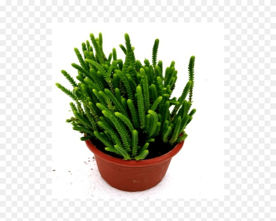 Buy Giant Watch Chain Succulent Plant Online, Cactus Png