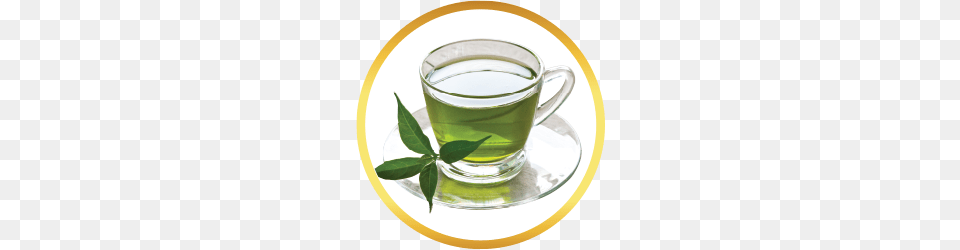 Buy Green Tea Bags, Beverage, Cup, Green Tea, Saucer Png Image