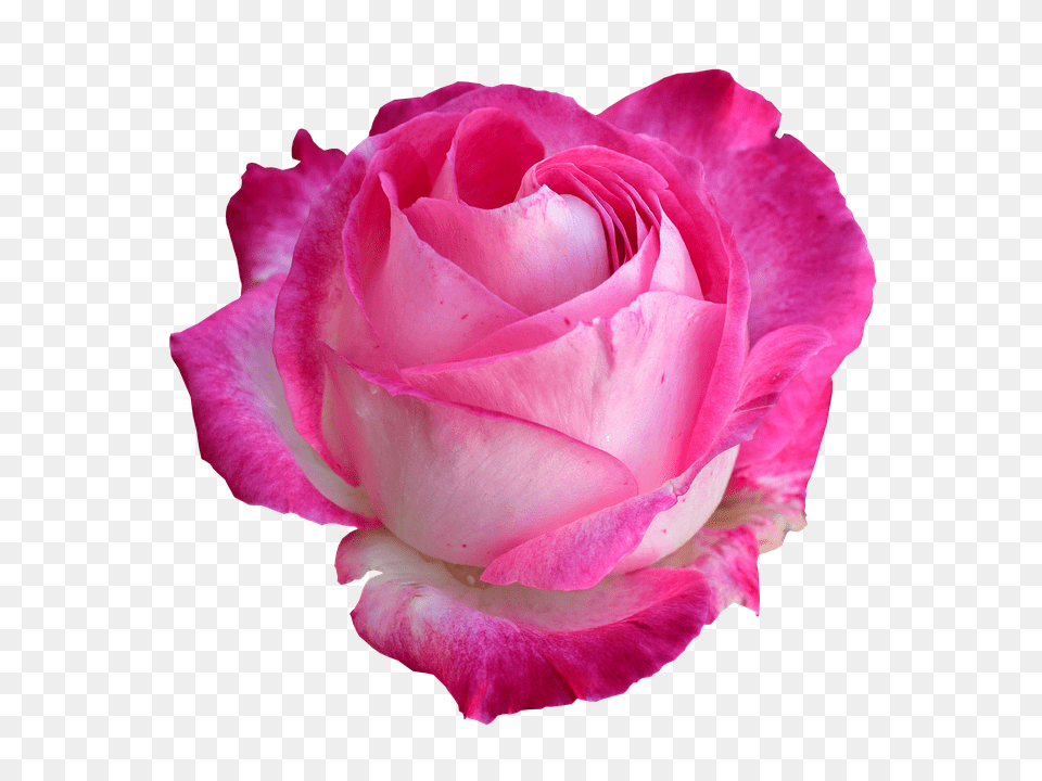 Buy Imported Fresh Roses Online From Ecuador Usa Light Blue Rose Graphic, Flower, Petal, Plant Free Png Download