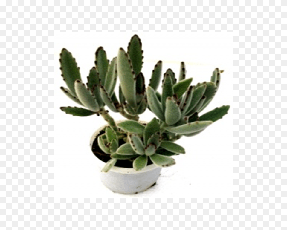 Buy Kalanchoe Tomentosa Succulent Plant Online, Potted Plant, Aloe Free Transparent Png