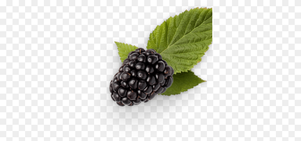 Buy Now Blackberry, Berry, Food, Fruit, Plant Free Png