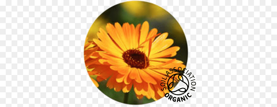 Buy Organic Calendula Flowers U0026 Petals Aromantic Flowers For Healing, Daisy, Flower, Petal, Plant Free Png Download