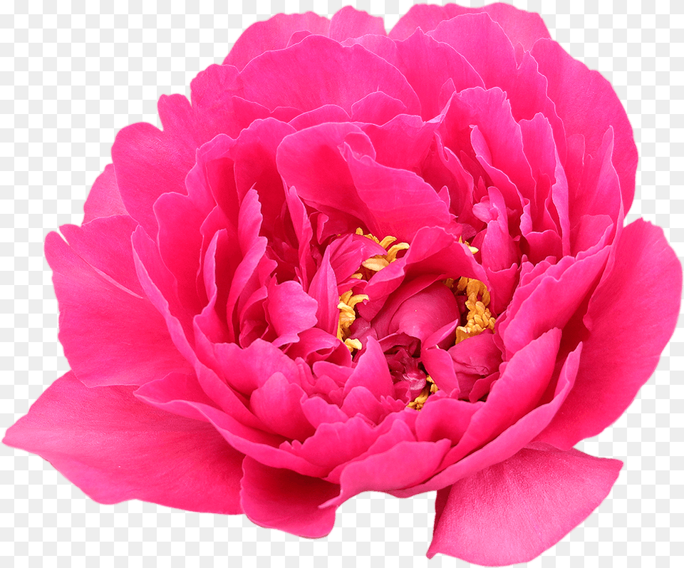 Buy Pink Peonies Common Peony, Flower, Plant, Rose, Petal Free Transparent Png
