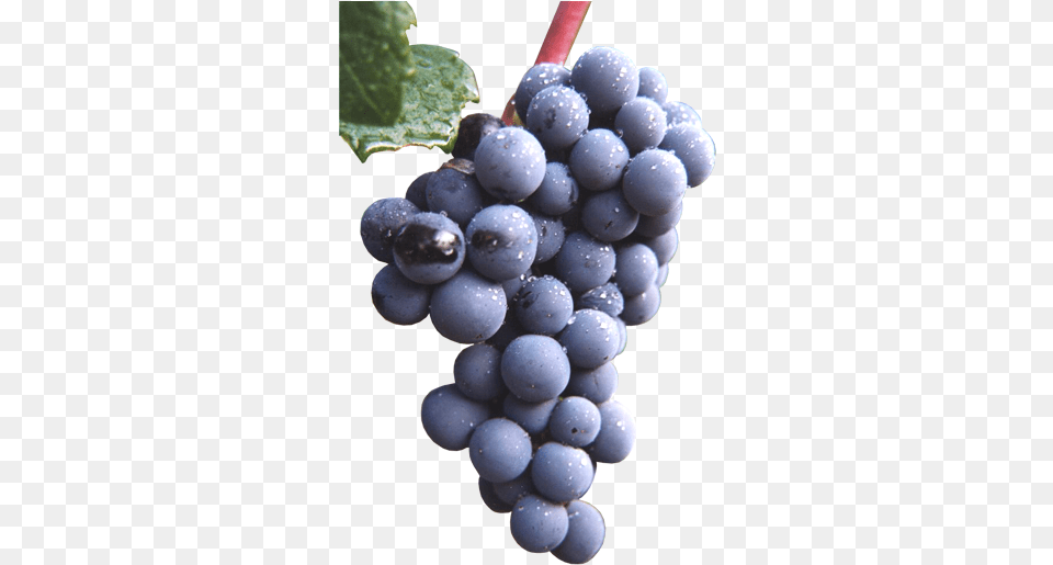 Buy Red Wine Grapevines Brachetto Grape, Food, Fruit, Grapes, Plant Free Png