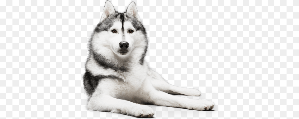 Buy Reference Dogon Our Online Store Portrait, Animal, Canine, Dog, Husky Free Png Download