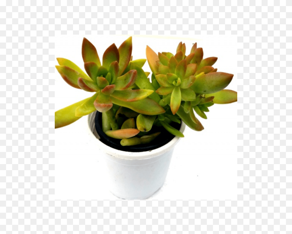 Buy Sedum Nussbaumerianum Succulent Plant Online, Leaf, Potted Plant, Jar, Planter Free Png Download