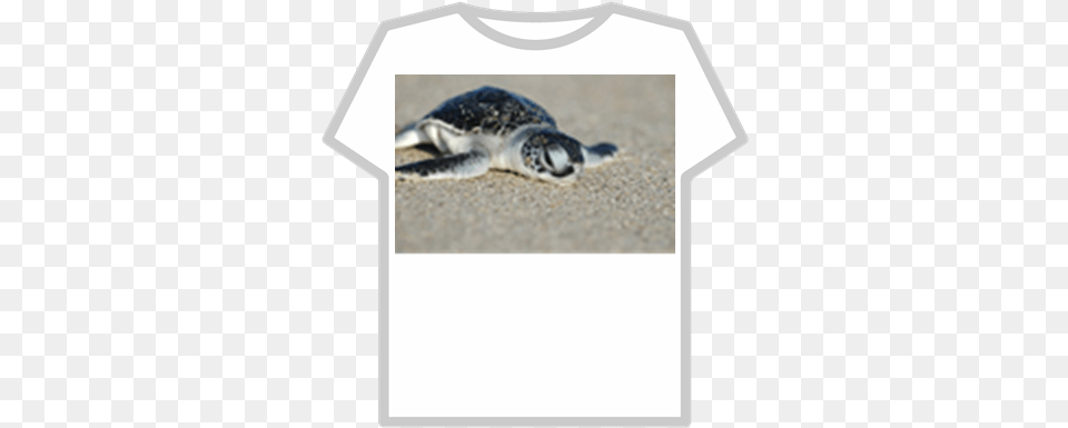 Buy This Cute Turtle For Good Lucc Roblox Aesthetic Roblox Clothes, Animal, Reptile, Sea Life, Sea Turtle Png