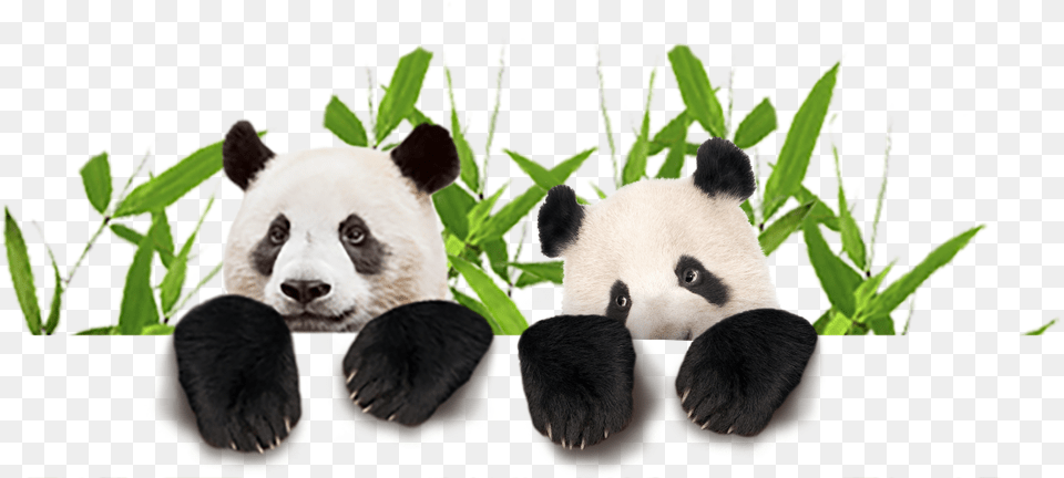 Buy Tickets Online At A Discount Panda, Animal, Bear, Giant Panda, Mammal Png
